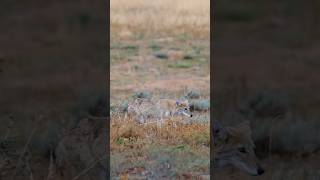 🐕Coyote Chilling #coyote #colorado #wildlifephotography