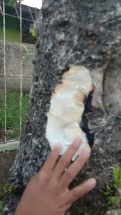 Lottery phenomenon, hacking a tree asking for a #shorts number