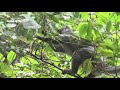 Female Crowned Lemur with Baby Tucked Away!