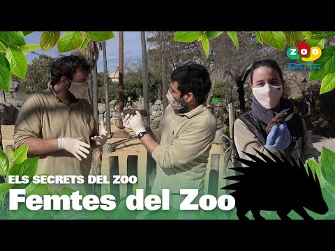 Vídeo: Els Secrets Bruts De L’hostaleria