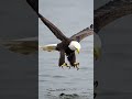 Rare footage of American Eagle catching a fish on the second attempt! #aiqb #eyeqbee