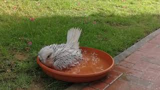 Baby Gyrfalcon