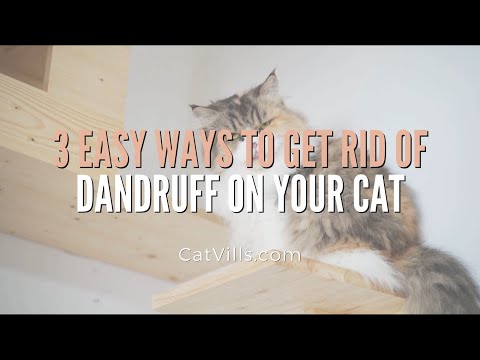 causes of dandruff in cats, how to get rid of it