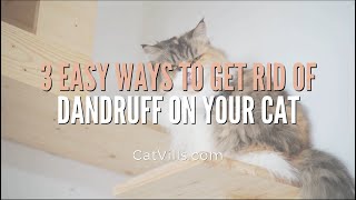 3 EASY WAYS TO GET RID OF DANDRUFF ON YOUR CAT