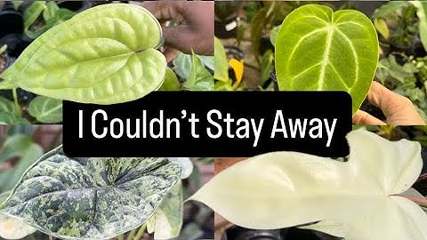 Uncommon Plants, Unmatched Selection — Vermeer’s Is on Another Level 