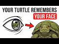 Your Turtle Remembers Your Face — Here's the Proof
