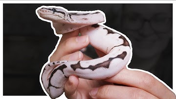 AND THE NAME IS... (My new ball python)