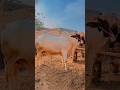 ❣️🙌🏻 ..... #cowvibes #foryou #1millionviews #viral #fyppppppppppppppppppppppppppppppppp