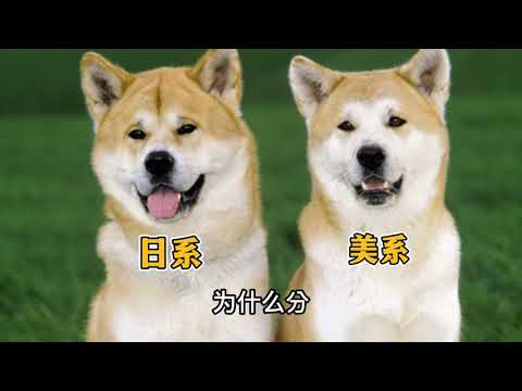 别被忠犬八公骗了，这才是真实的秋田犬