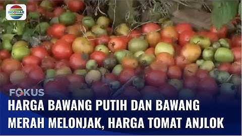 Ngamuk Harga Anjlok, Petani Tomat Buang Hasil Panen | Fokus