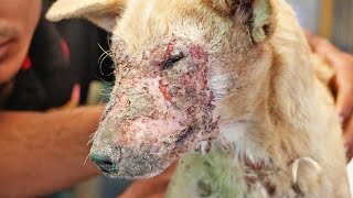 Sweet Dog Looked Defeated With Painful Mange Infestation, Healed!