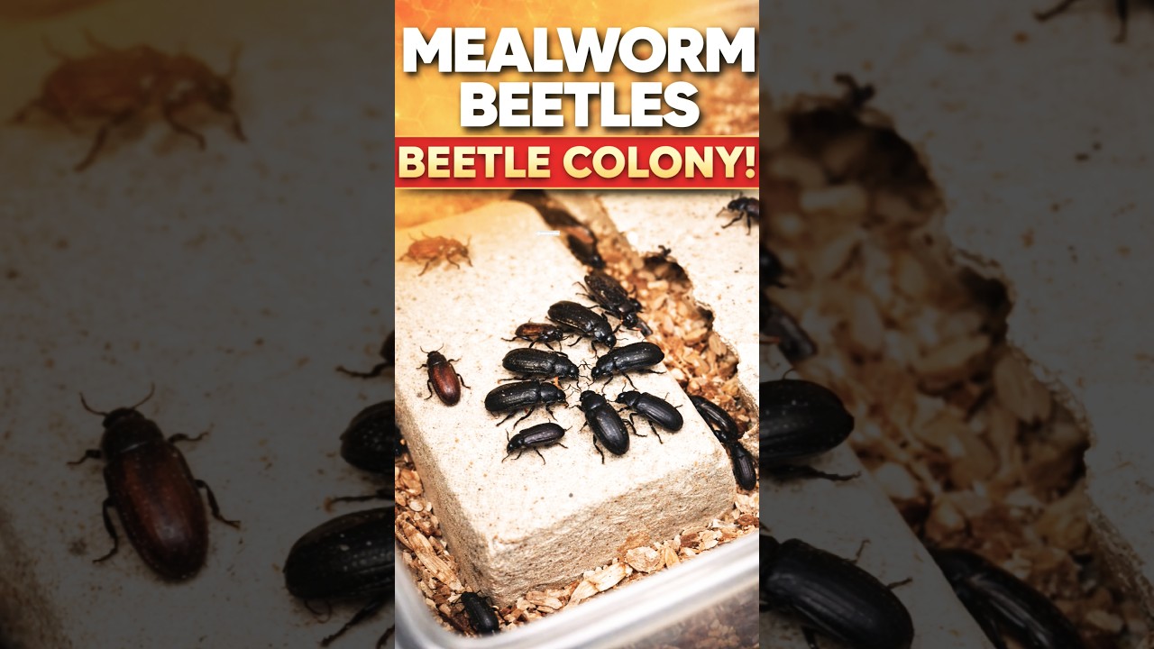 Naturevibe ☘️🌱🐛🪲#beetel #mealworms#terrarium #viral #viralvideo #viralshorts #insects #invertebrates