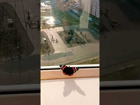 Поселилась у меня на балконе и изучает новое место жительства🦋😊КРАСИВАЯ БАБОЧКА 😍💓