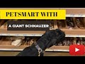 GIANT SCHNAUZER IN PETSMART EXPERIENCE - VLOG の動画、YouTube動画。