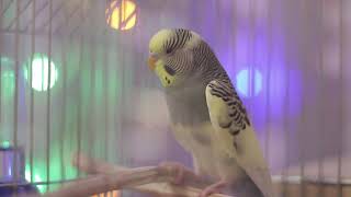 Новогоднее пение волнистых попугаев Тоши и Ксюши