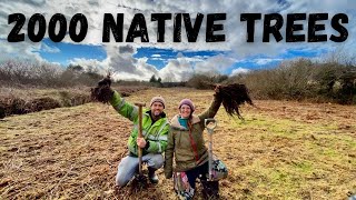 Planting 2000 native Irish Trees on our small holding | ReforestNation