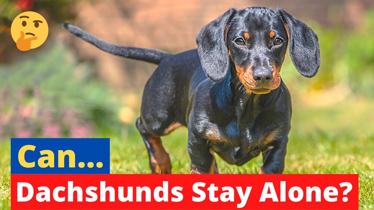 how-long-can-a-sausage-dog-be-left-alone