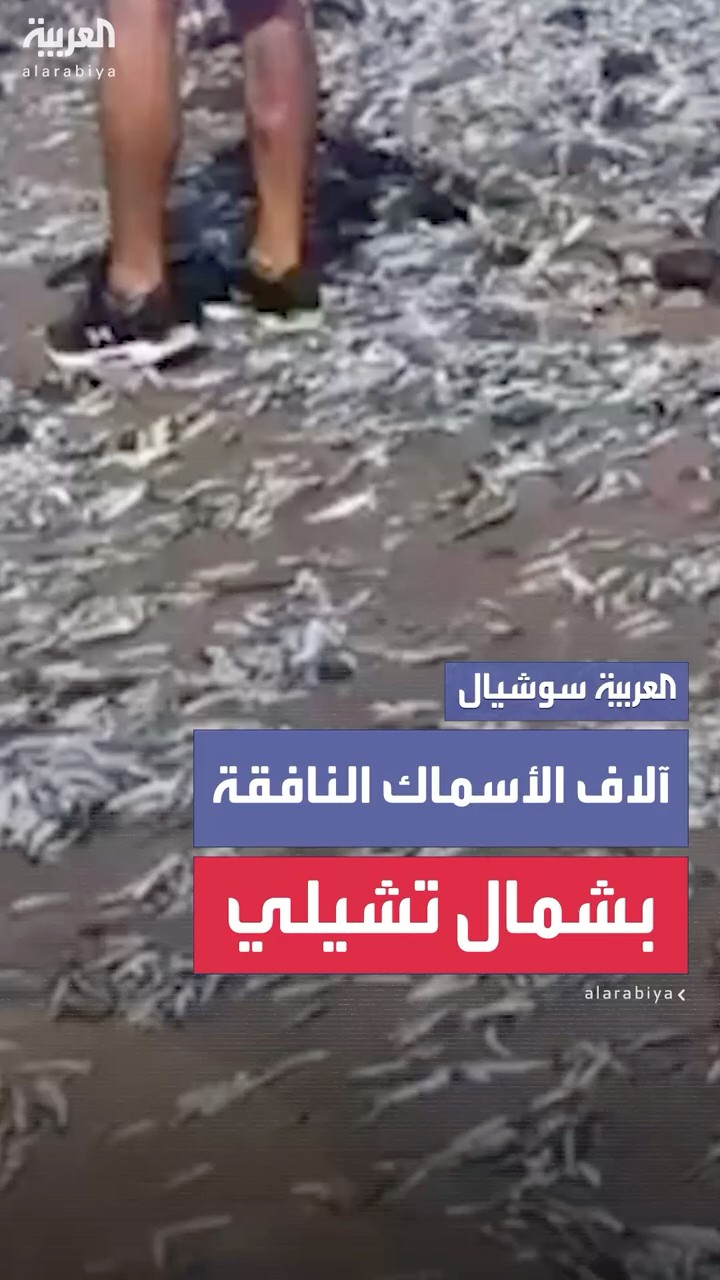 آلاف الأسماك النافقة في تشيلي وتحذير رسمي للسكان من استهلاكها