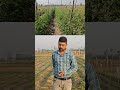 Tamatar se Ras chusak kiton ka khatma। How to control trips in potato and tomato and chillies