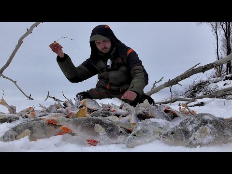 НА СВАЛЕ В ЯМУ, ГДЕ ЖИВУТ КАБАНЫ!! Рыбалка на Оби в коряжнике. Крупный окунь на безмотылку.