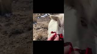 pet cute 2