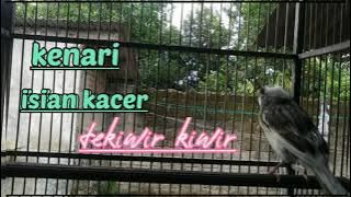 Kenari isian kacer