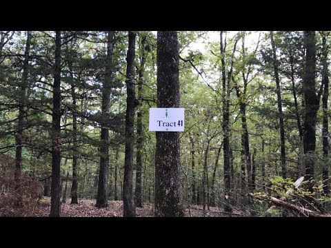 Ground Video - $500 Down - 4.5 acres Bull Shoals Lake - InstantAcres.com - ID#TS41