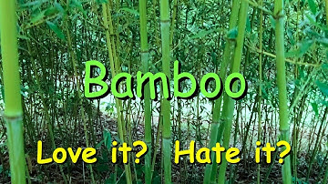 How To Keep Bamboo From Spreading - Here