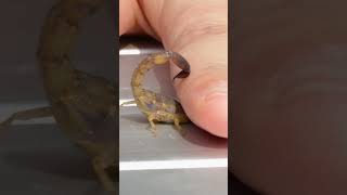 PAINFUL Scorpion Sting!
Im about to get stung by a Thai bark scorpion! How will this compare to the arizona bark scorpion? Where will it rank on the Brave Wilderness Bite Sting Pain Index? Will it be as painful as the bullet ant sting? PAINFUL Scorpion Sting!
