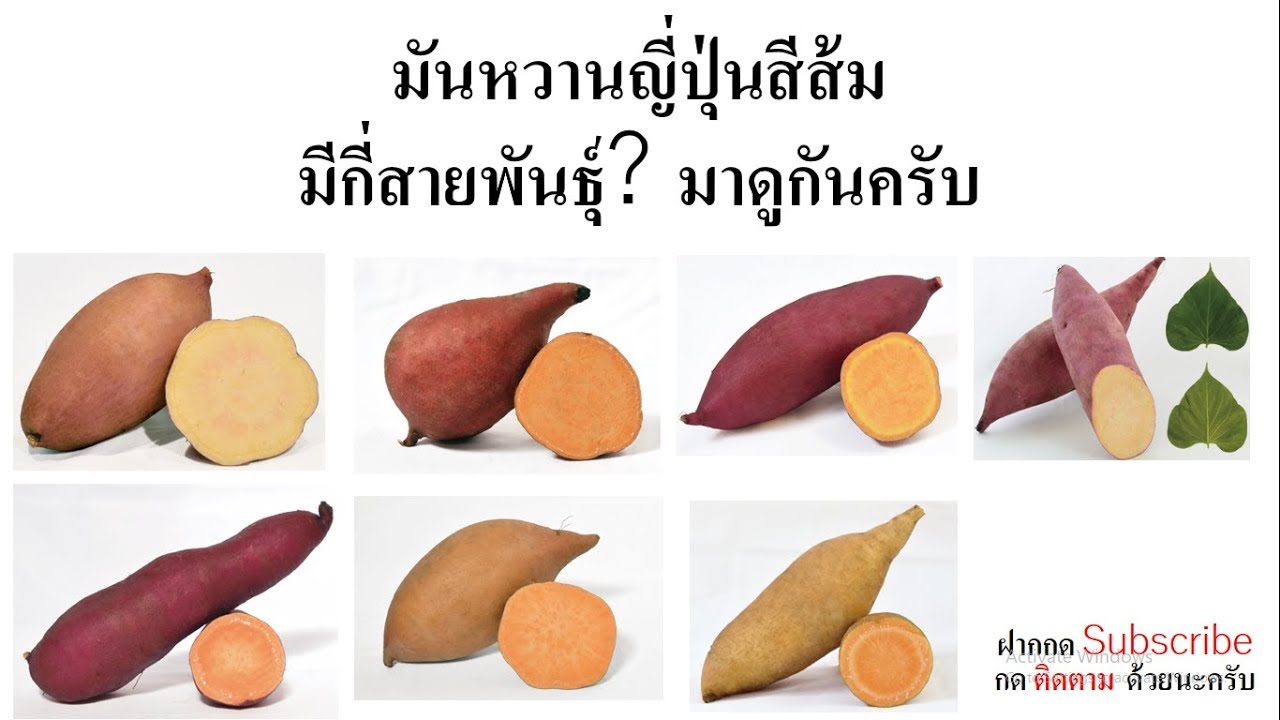 ส้มมีกี่สายพันธุ์  New 2022  มันหวานญี่ปุ่น สีส้ม มาดูกันครับว่ามีกี่สายพันธุ์