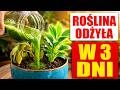 ZASYCHAJĄ CI ROŚLINY? / 5 NATURALNYCH NAWOZÓW, KTÓRE WSKRZESZAJĄ JE W 24H!
