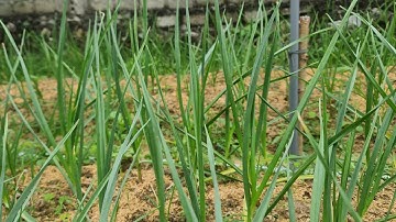 Kỉ Thuật Trồng Và Chăm Sóc Cây Tỏi Ta
