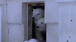 親子でラスト収容 夕食抜きね~Polar Bears at closed time