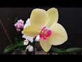 Orquídea Phalaenopsis después del trasplante y otros cuidados