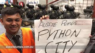 Aussie's Python City | Aussie Pumps