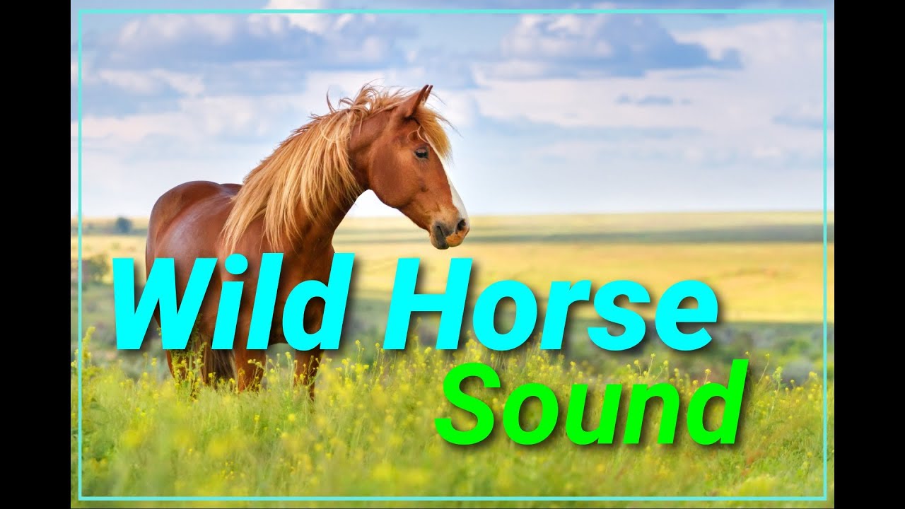 How a Wild Horse sound? Call (Whinny, neighing) Animal