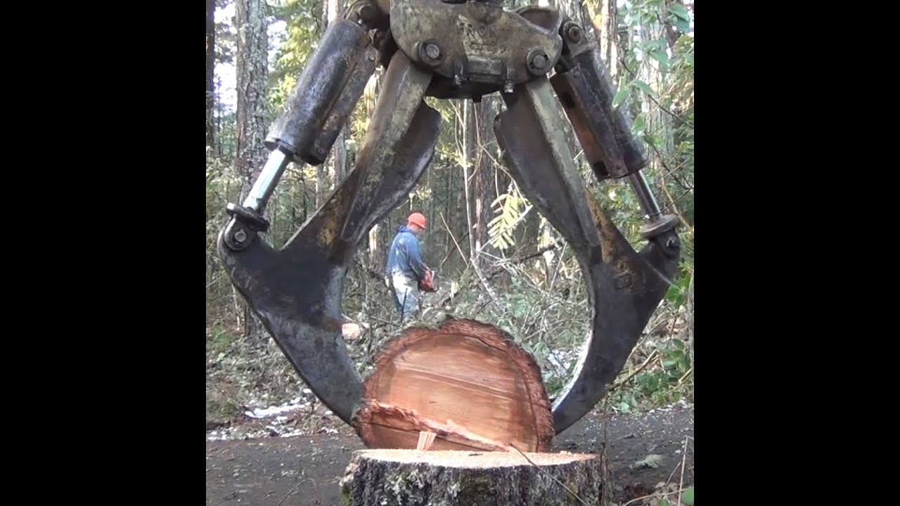 BLM Hazard Tree Felling and Hauling by Greg Liles Logging - YouTube