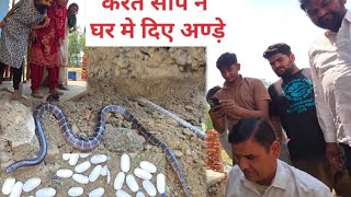 करैत साँप ने घर मे दिए अण्ड़े /// स्नेकमैन सतीश (फफड़ाना) -9255130130