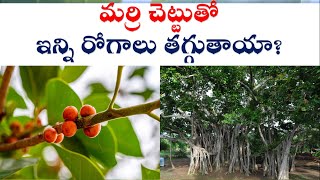 Amazing health Benefits of Banyan Tree | దంత వ్యాధుల నుండి ఆయువు పెంచేవరకు, అన్ని రోగాలకు ఈ చెట్టు