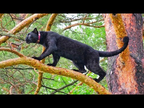 Luna the panther