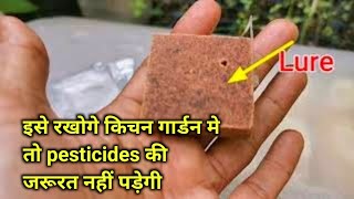 सब्जी और फल वाले plants को aphids, whitefly और fruit fly को इस तरह बचाए without pesticides