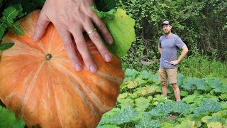 What You Need to Know about Growing Pumpkins and Winter Squash