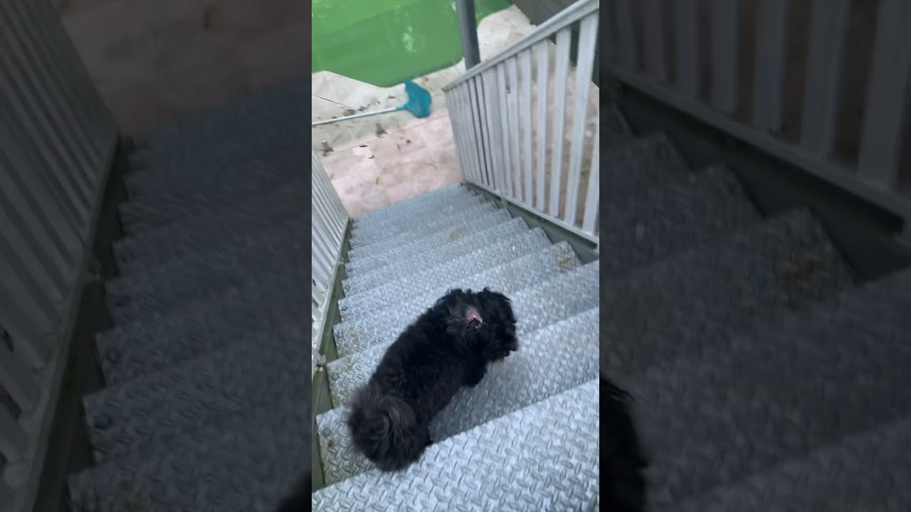 Good hustle from Bagels. Respect to Junior Mouvans