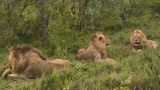 Kambula Male Lions Mapogo Great-Grandsons 19 November 2023