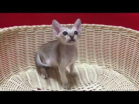 シンガプーラの子猫☆＜2018/11/27産まれB♂＞