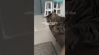 grumpy cat #cat #catshorts #catvideos