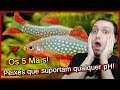 5 PEIXES Que Suportam Qualquer PH!