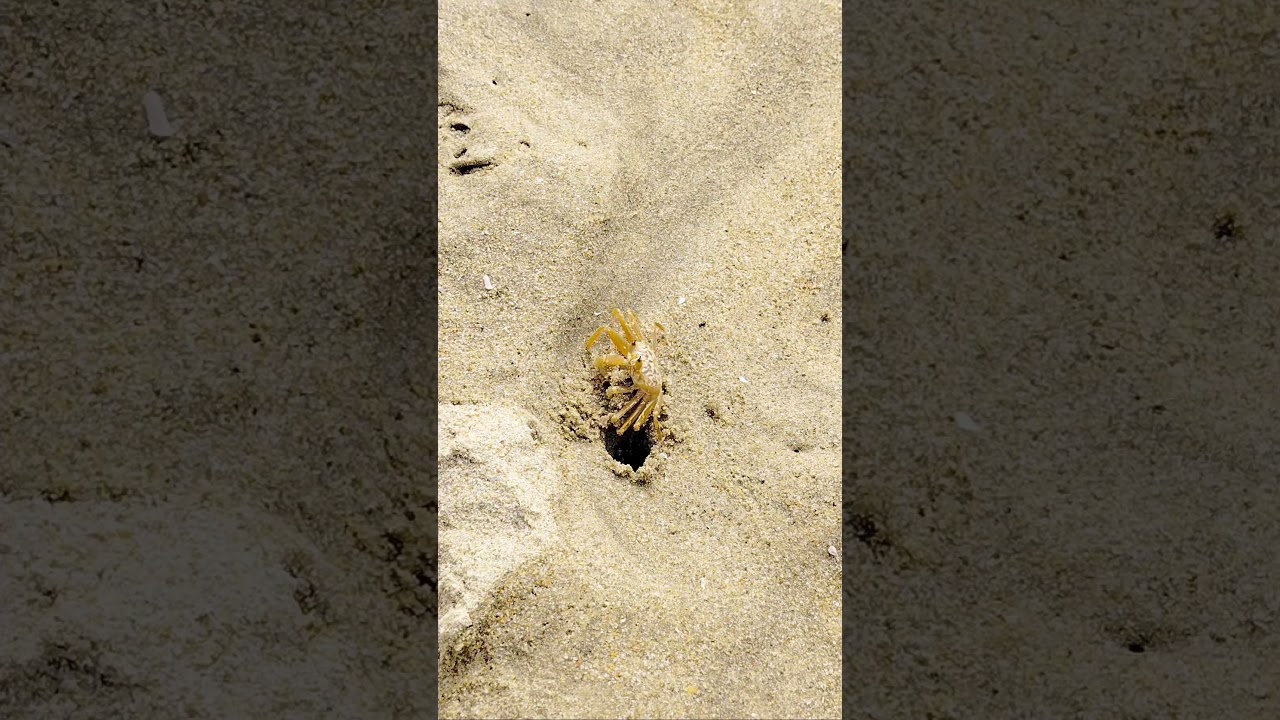 beautiful yellow crab🦀