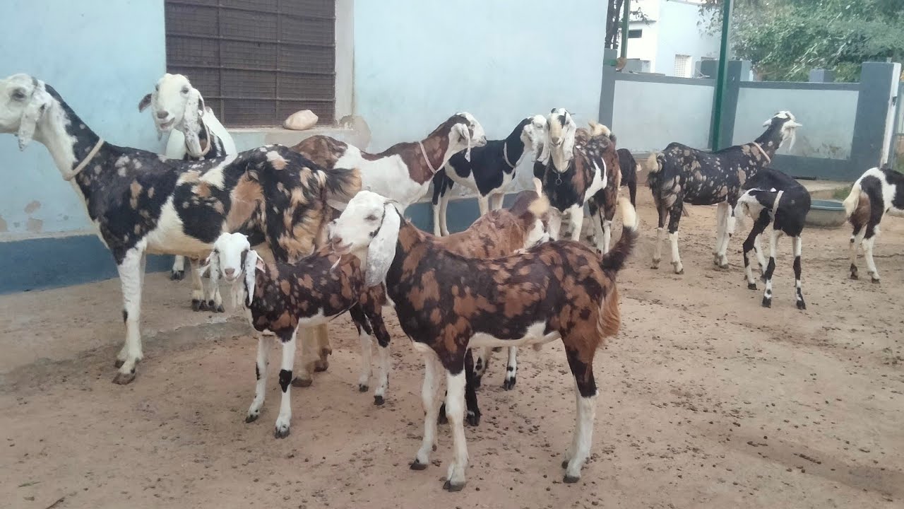 मेरा Got Farm पूरा इस प्रकार दिखाएं देता है 😎 got Farm Khandela #bakripalankaisekre  #gotfarm 