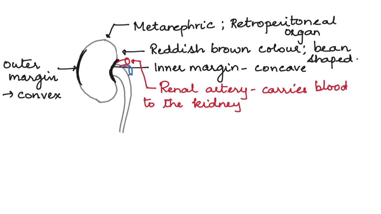 THE #EXTERNAL STRUCTURE OF #KIDNEY: HUMAN PHYSIOLOGY: CH-19 - PART -4